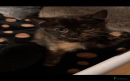 Sphynx cats for sale: tortoiseshell sphynx x Russian kittens - Advert 8