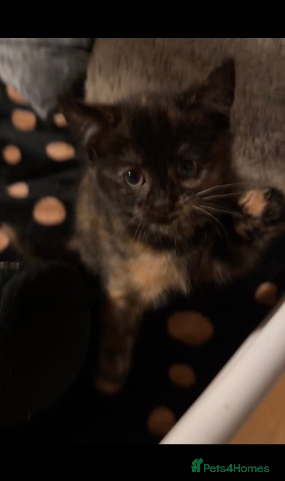 Sphynx cats for sale: tortoiseshell sphynx x Russian kittens - Advert 8