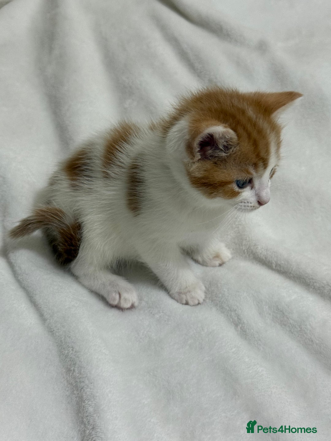 Ragdoll cats for sale: Ragdoll Mix Litter - Advert 13