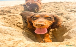 Cocker Spaniel dogs for stud: 🐾 Proven Stud - Healthy Working Cocker Spaniel 🐾 - Image 14