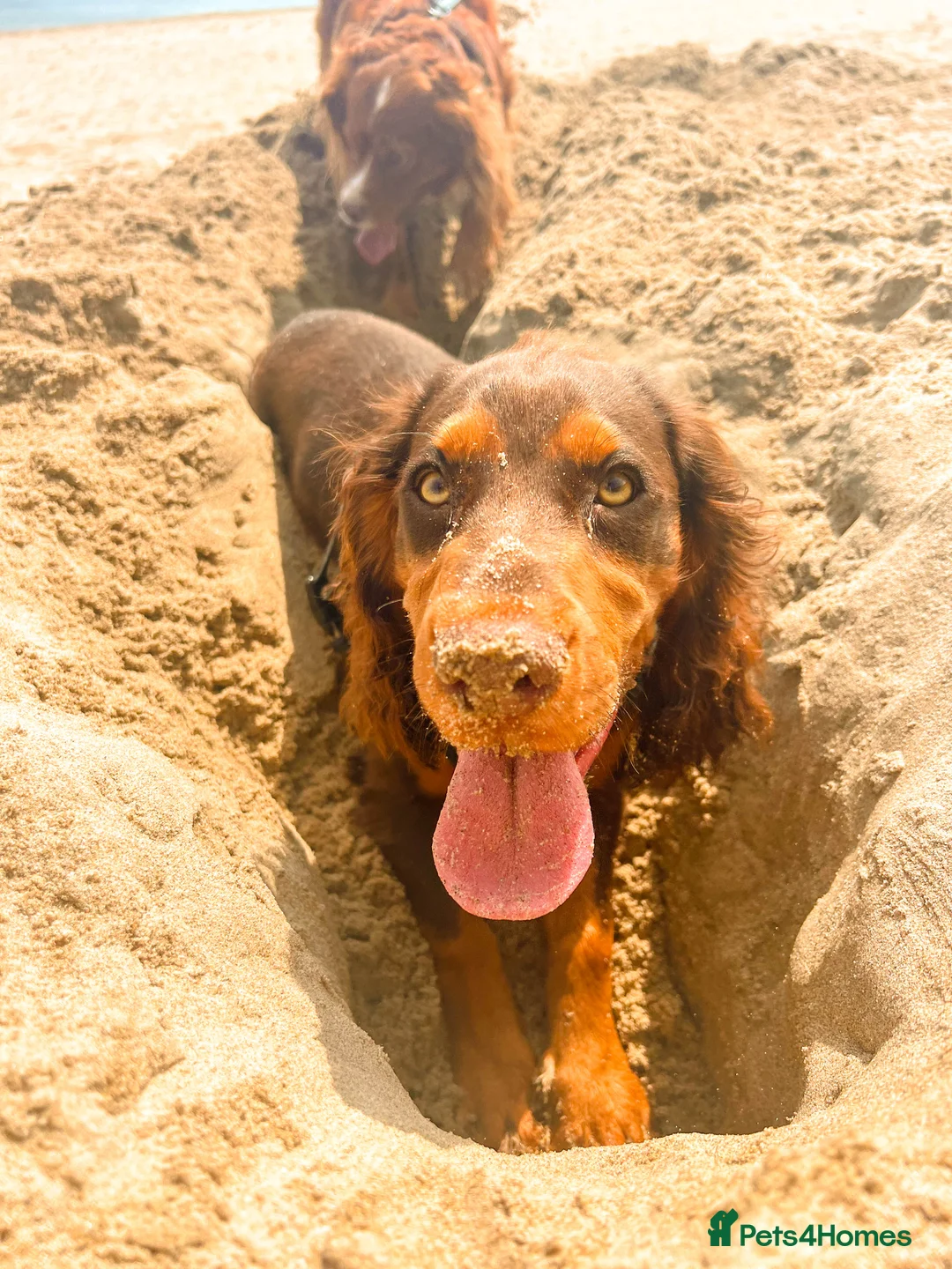Cocker Spaniel dogs for stud: 🐾 Proven Stud - Healthy Working Cocker Spaniel 🐾 - Advert 22