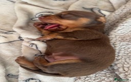 Miniature Dachshund dogs for sale: Stunning miniature dachshunds - Image 11