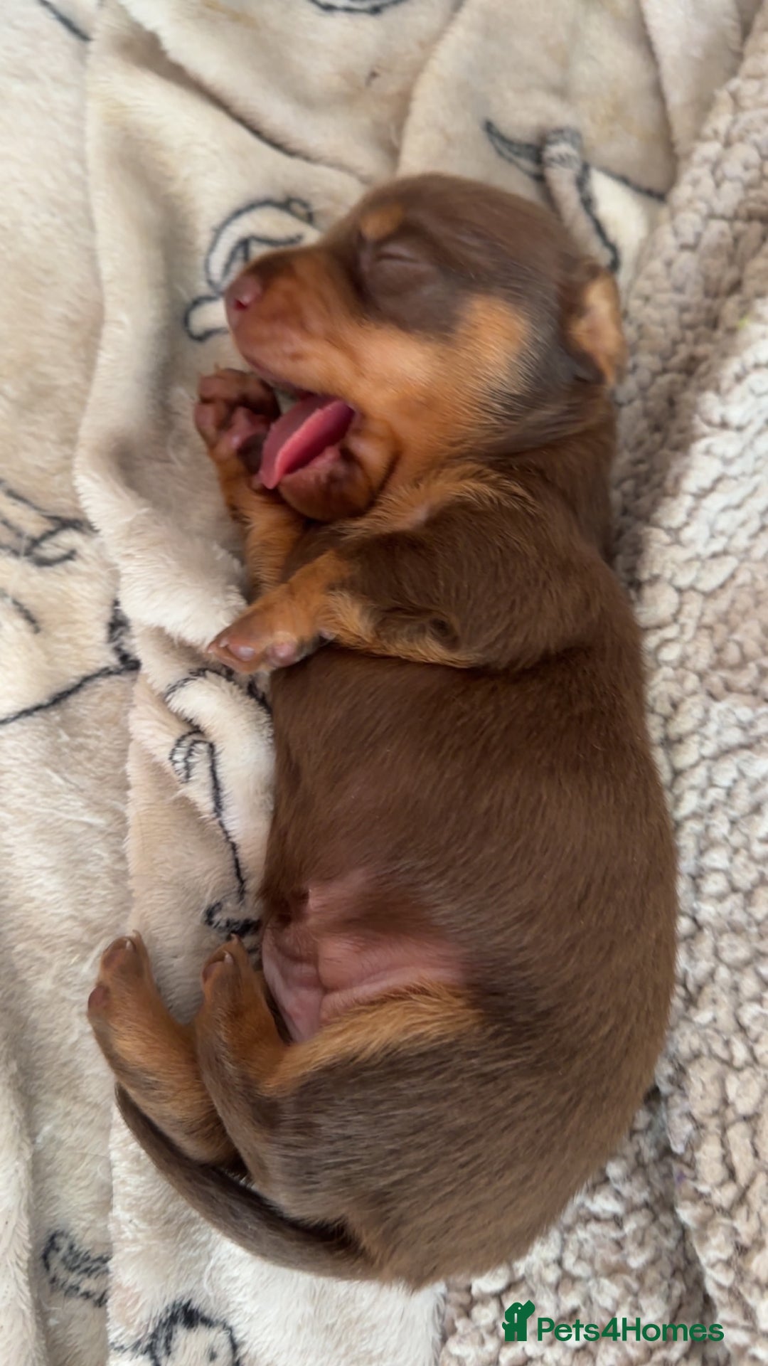 Miniature Dachshund dogs for sale: Stunning miniature dachshunds - Image 11