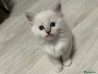 Ragdoll cats READY NOW! Adorable pure breed Ragdoll girl. - Advert 2