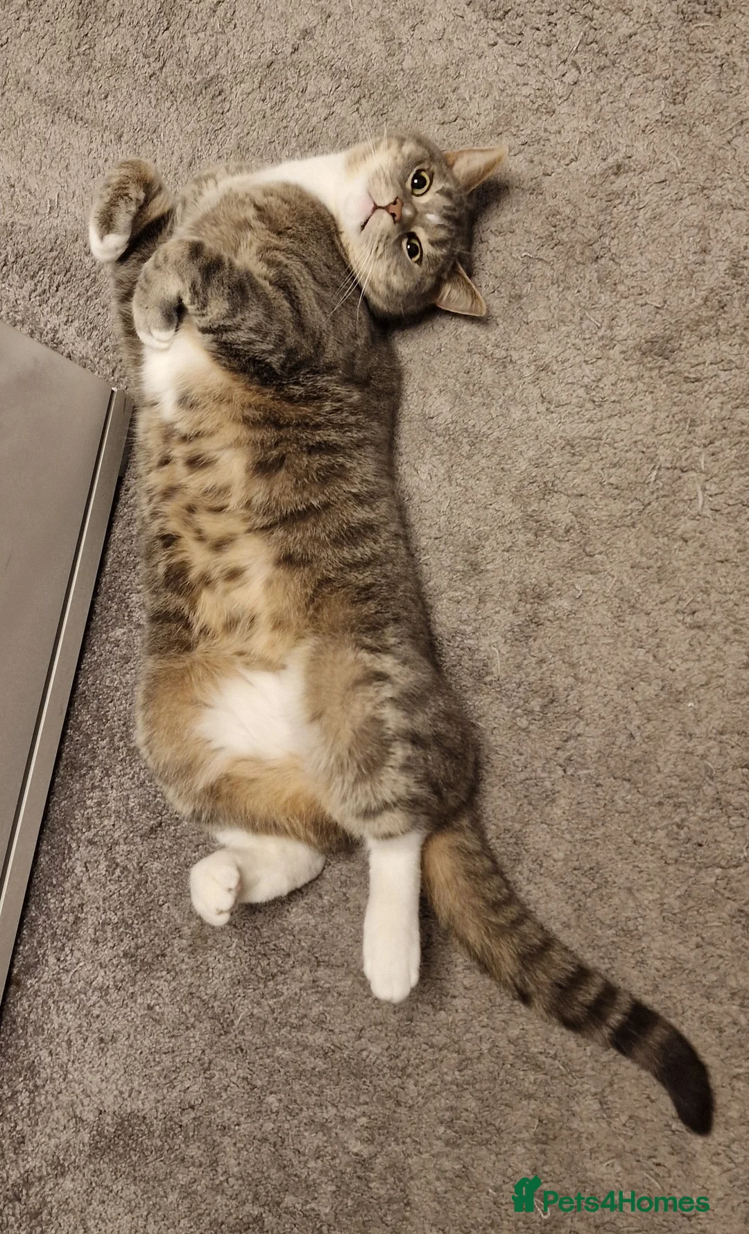 British Shorthair cats for sale: Handsome male British shorthair in Rossendale - Advert 2