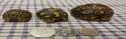Tortoise reptiles for sale: Leopard tortoise baby’s  - Advert 5
