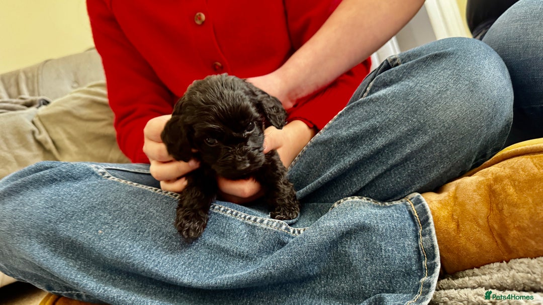 Cockapoo dogs for sale: Gorgeous chunky cockapoo puppies - Advert 3