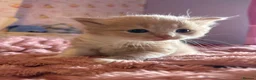 Mixed Breed cats for sale: Gorgeous kittens  - Advert 5