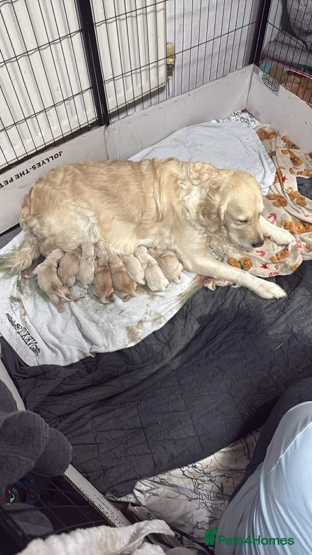 Golden Retriever dogs for sale: Stunning Golden Retrievers. 1 Boys / 1 Girls - Advert 2
