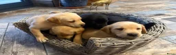 Labrador Retriever dogs for sale: KC Labradors puppies  - Advert 7