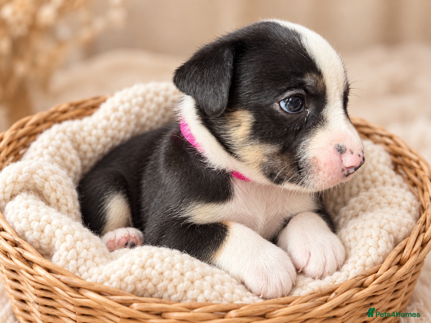 Mixed Breed dogs 🐾BULLDOG X BORDER COLLIE PUPPIES - Advert 2