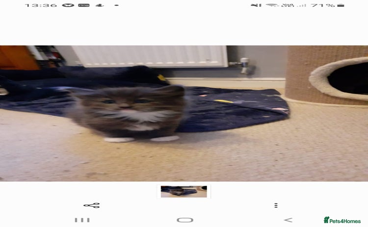 Norwegian Forest Cat cats - Advert 1