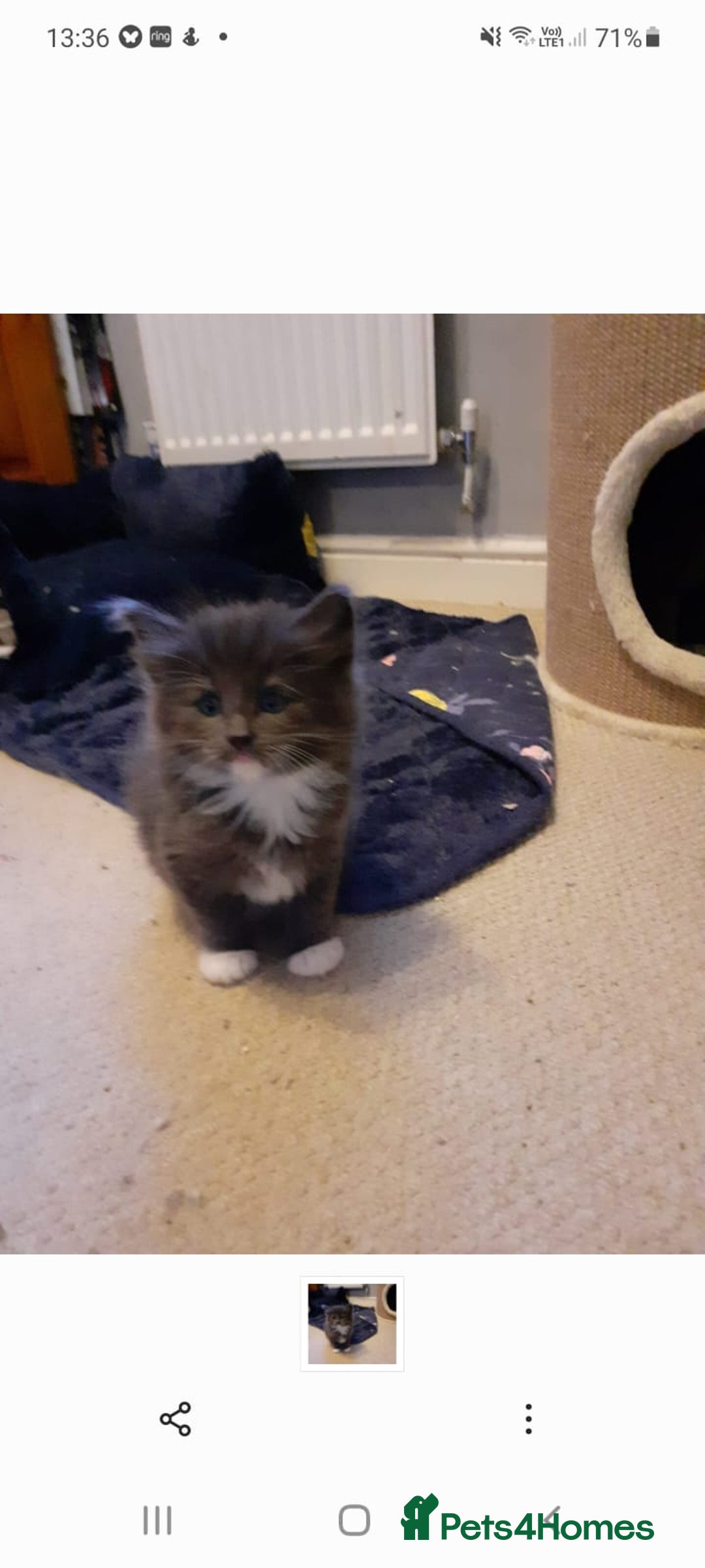 Norwegian Forest Cat cats for sale: GCCF PEDIGREE NORWEGIAN FOREST KITTEN READY NOW! - Image 3
