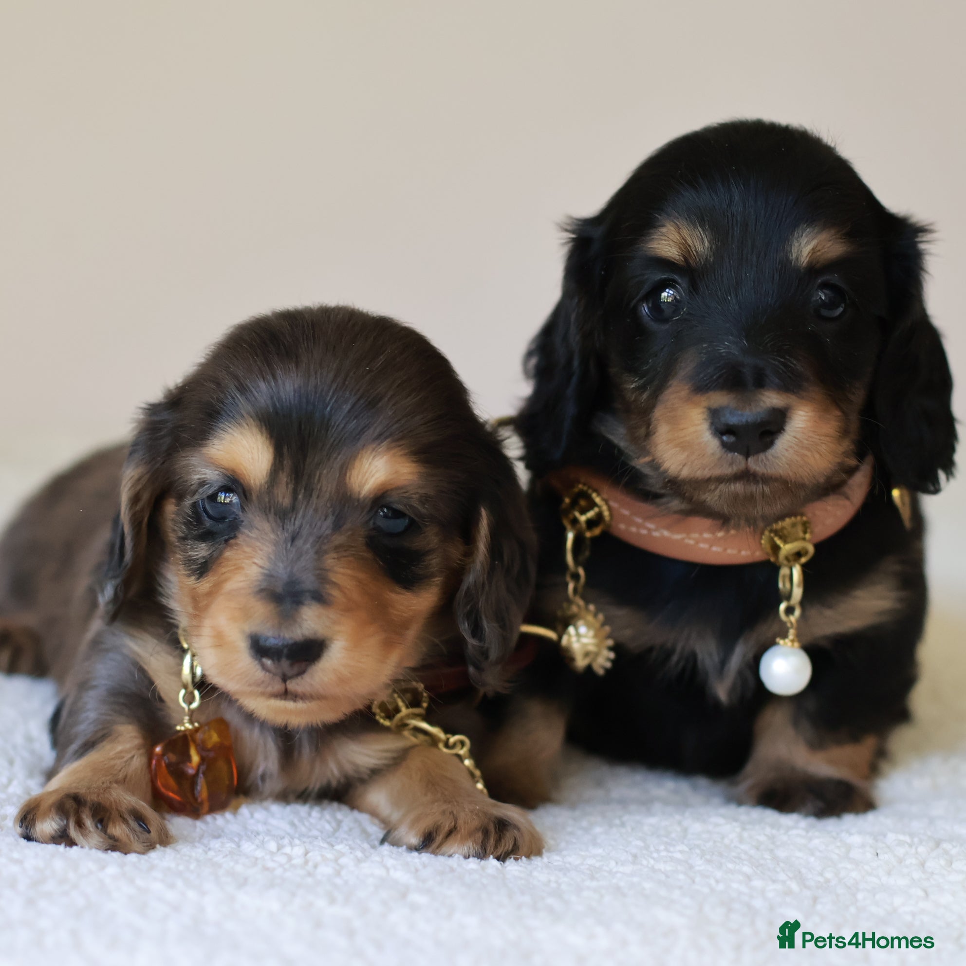 Miniature Dachshund dogs 5*Licensed+ LongHaired+KCreg+PraClear+Vetchecked - Advert 1