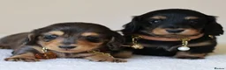 Miniature Dachshund dogs for sale: 5*Licensed+ LongHaired+KCreg+PraClear+Vetchecked - Advert 4