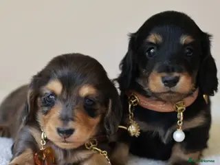 Miniature Dachshund dogs for sale: 5*Licensed+ LongHaired+KCreg+PraClear+Vetchecked - Advert 1