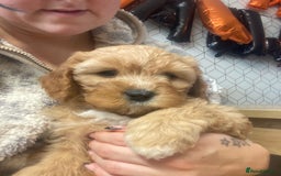 Mixed Breed dogs for sale: Beautiful female available ready to leave 1st nov - Image 27