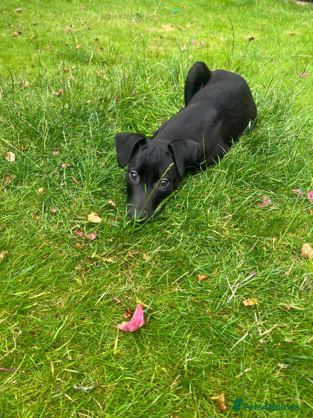 Mixed Breed dogs for sale: Collie saluki whippet puppies  - Image 27