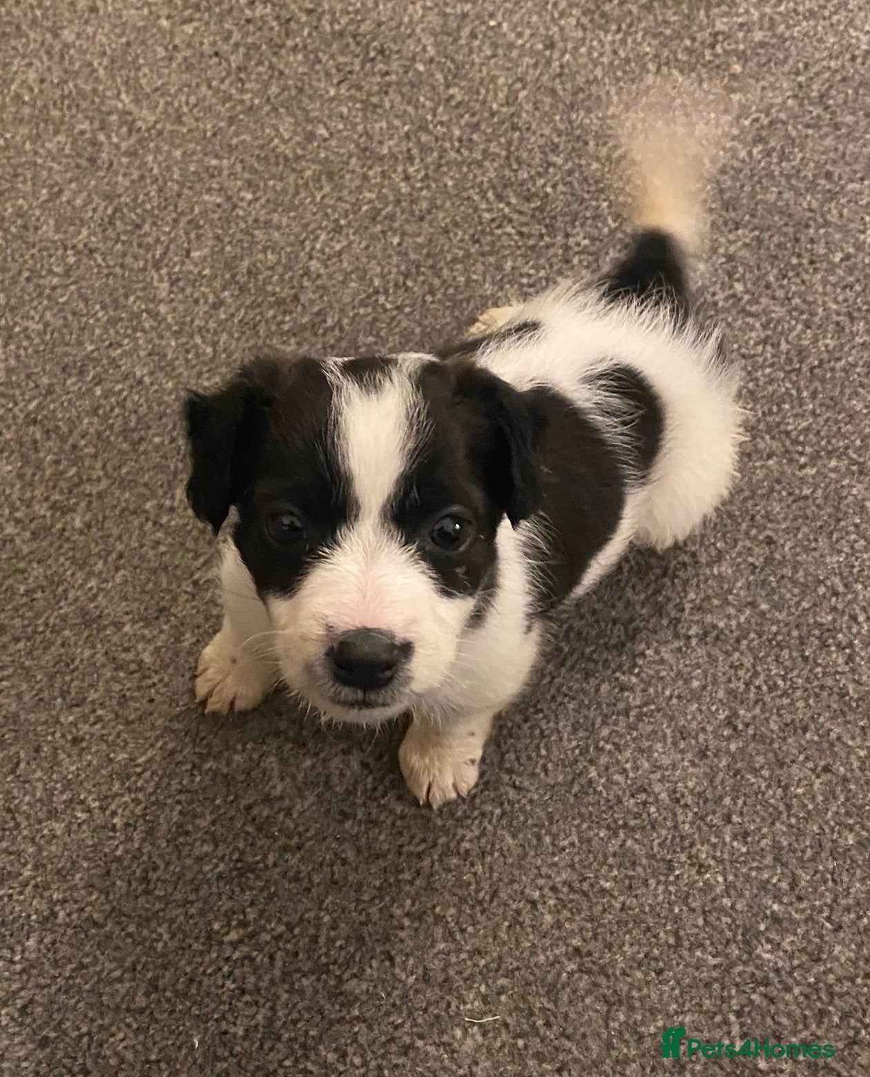 Mixed Breed dogs Jacky/Lakeland terrier  - Advert 1