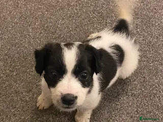 Mixed Breed dogs Jacky/Lakeland terrier - Advert 1