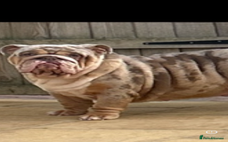 English Bulldog dogs for sale: Kc litter outstanding bloodlines bulldog pups  - Image 21