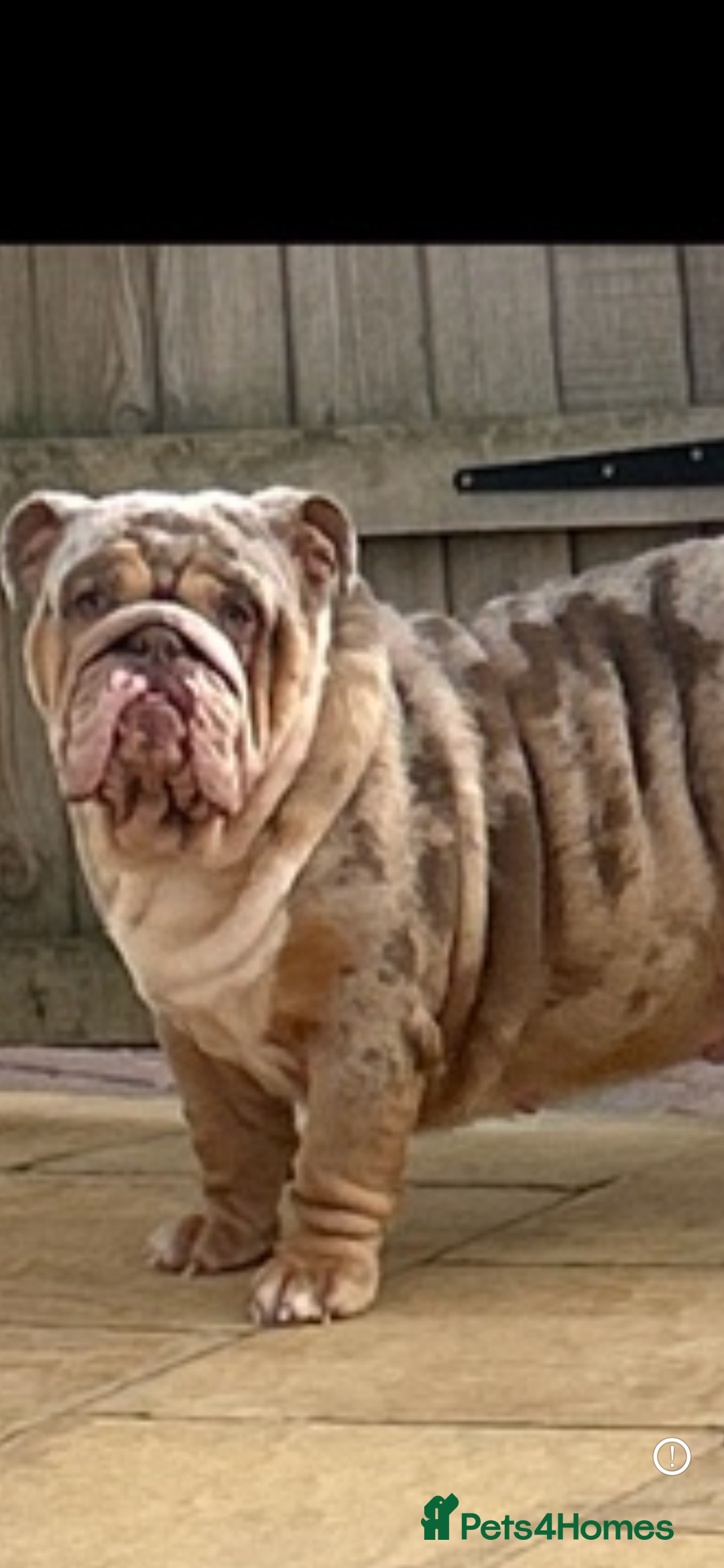 English Bulldog dogs for sale: Kc litter outstanding bloodlines bulldog pups  - Image 21