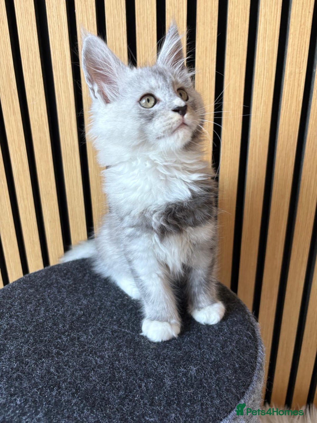 Maine Coon cats for sale: XL Maine Coon Kittens for Sale – TICA Reg - Advert 22