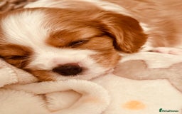 Cavalier King Charles Spaniel dogs for sale: Cavalier puppies (mam is a therapy dog) - Image 8