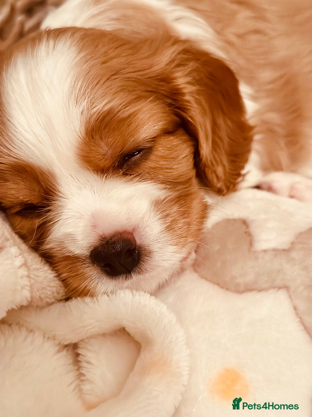 Cavalier King Charles Spaniel dogs for sale: Cavalier puppies (mam is a therapy dog) - Image 8