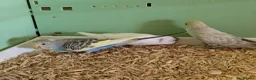 Budgerigars birds for sale: Baby Budgies - Advert 10