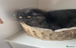 Persian cats for sale: Male Persian 7 years old  - Image 1