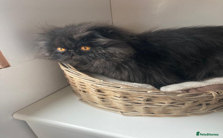 Persian cats - Advert 1