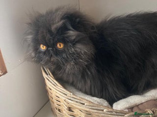 Persian cats - Advert 1