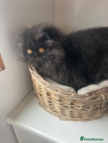 Persian cats - Advert 1