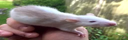Rat rodents for sale: Rats various breeds male and female in Corby - Advert 18