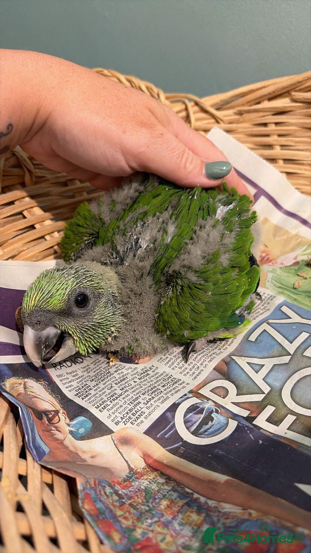 Parrots birds Baby yellow naped amazon  - Advert 16