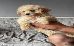 Maltipoo dogs for sale: Adorable Maltipoo puppies  - Image 5