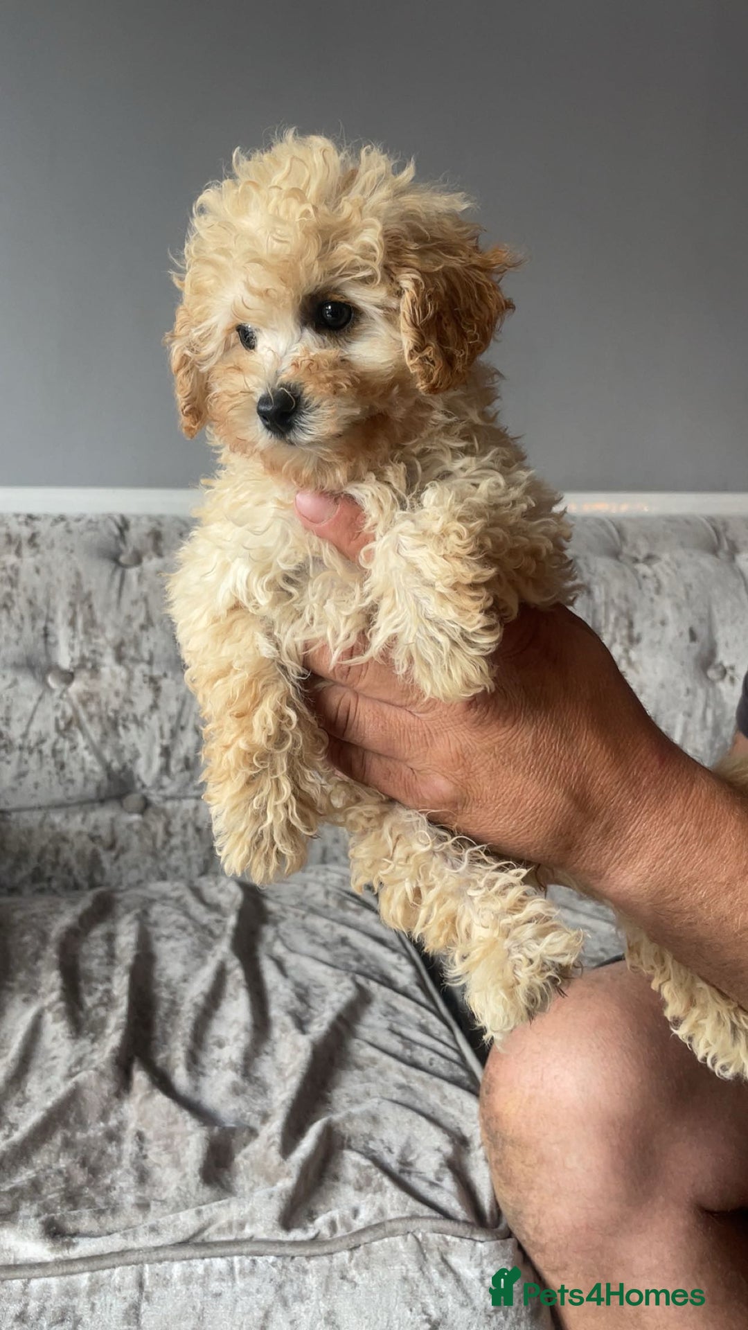 Maltipoo dogs for sale: Adorable Maltipoo puppies  - Image 5