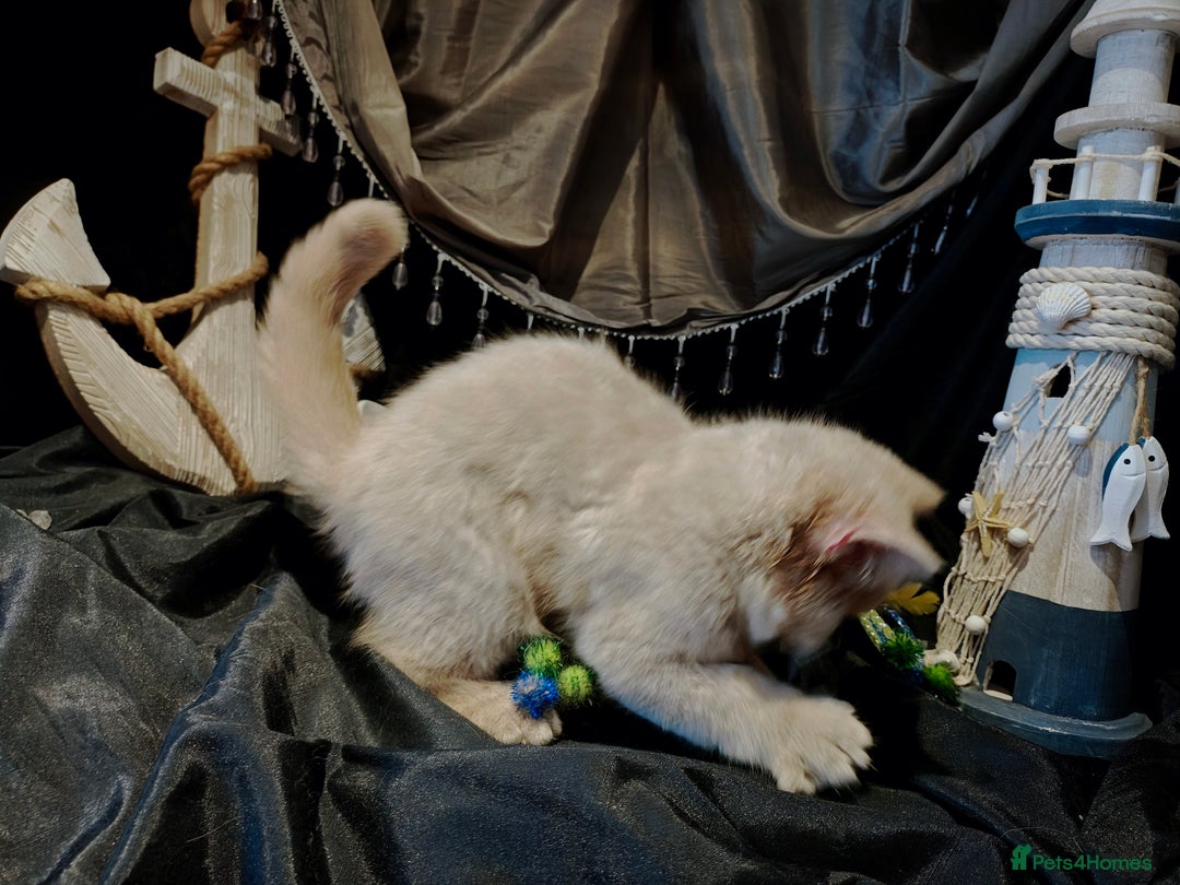 British Longhair cats for sale: Cinnamon bi colour longhair,fawn Shorthair  - Image 31