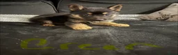 German Shepherd dogs for sale: 6 beautiful German shepherd pups for sale  - Advert 10