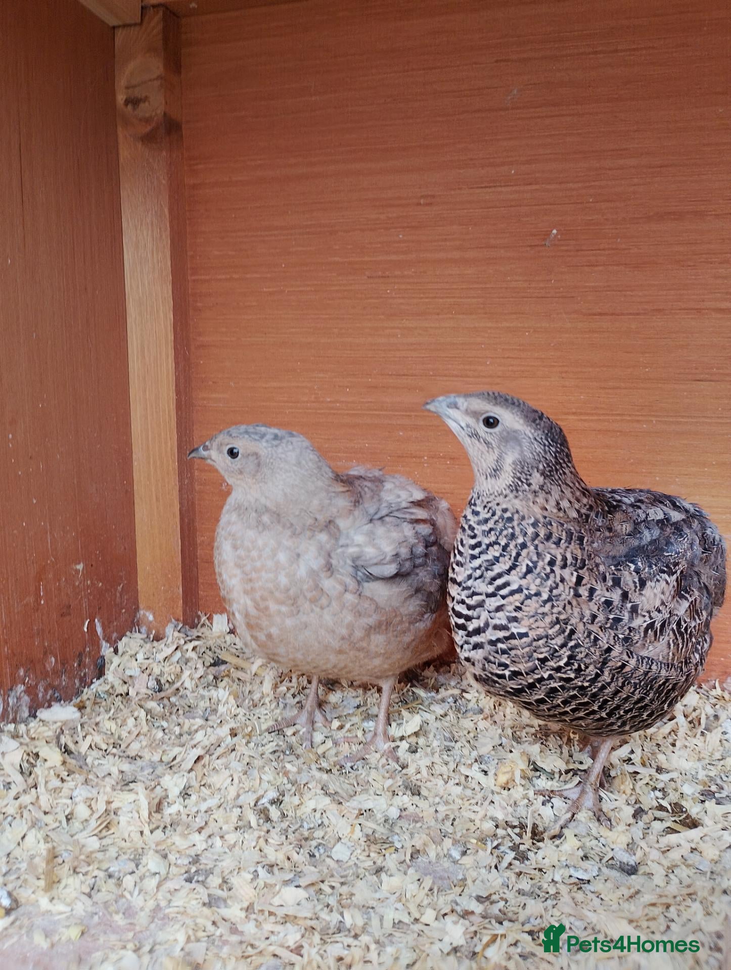 Quail poultry Quail  - Advert 1