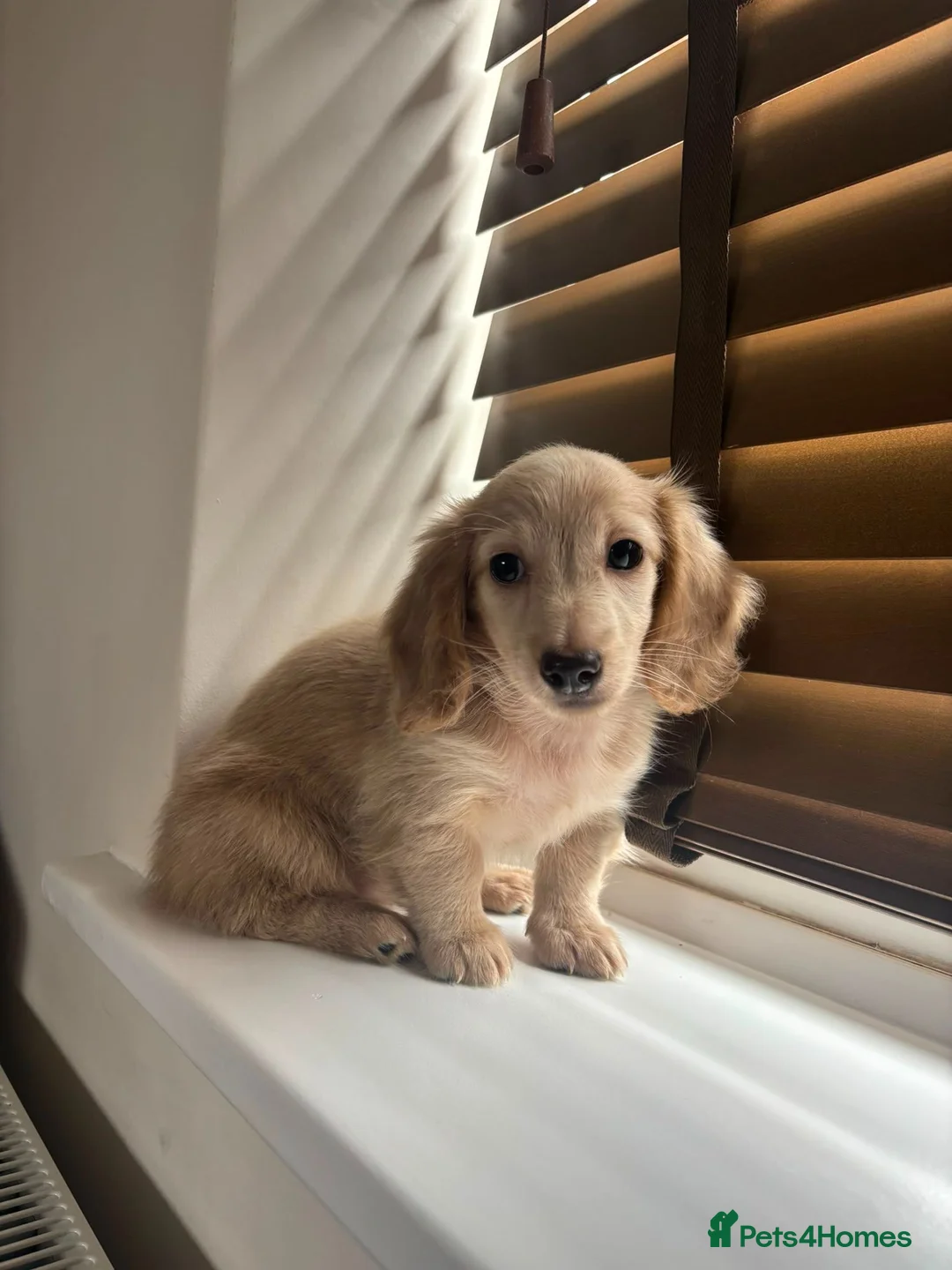 Miniature Dachshund dogs for sale: Cream kc miniature longhair dachshund  - Advert 9