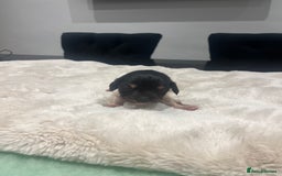 Dachshund dogs for sale: Tiny long haired piebald dachshunds for sale ! - Image 17