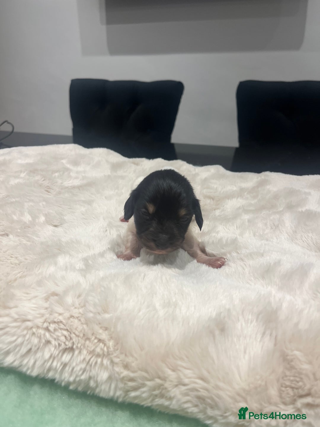 Dachshund dogs for sale: Tiny long haired piebald dachshunds for sale ! - Image 17