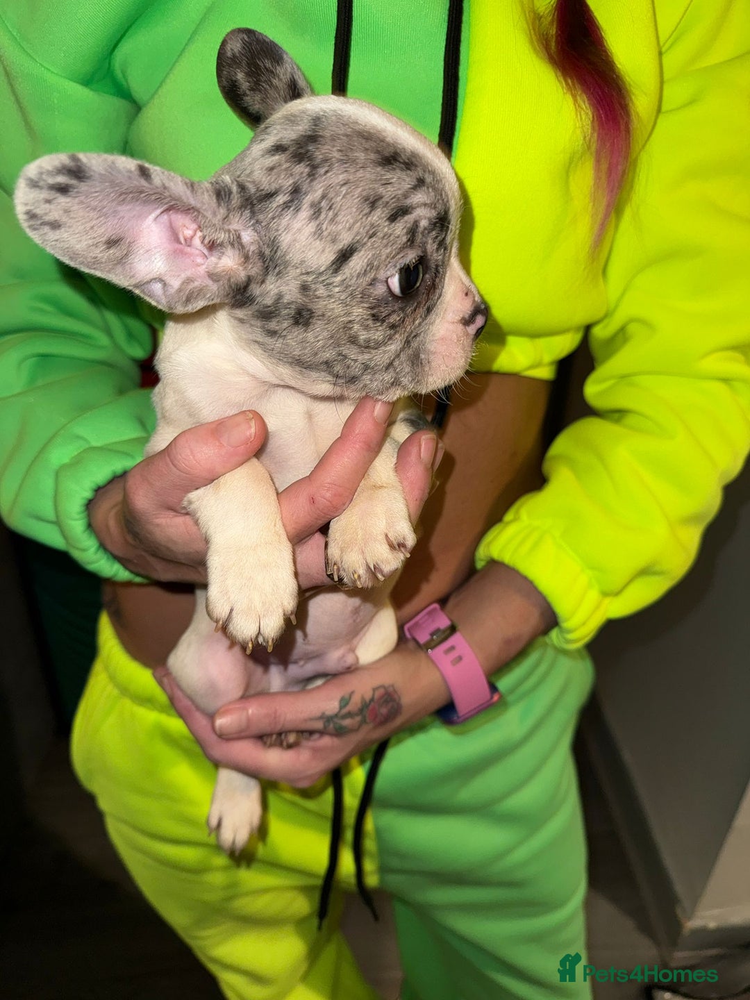 French Bulldog dogs for sale: 5 french bulldogs left!! Ready now! - Advert 10