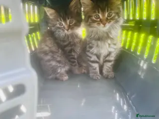 Mixed Breed cats Stunning Maine Coon kittens ready to go now - Advert 2