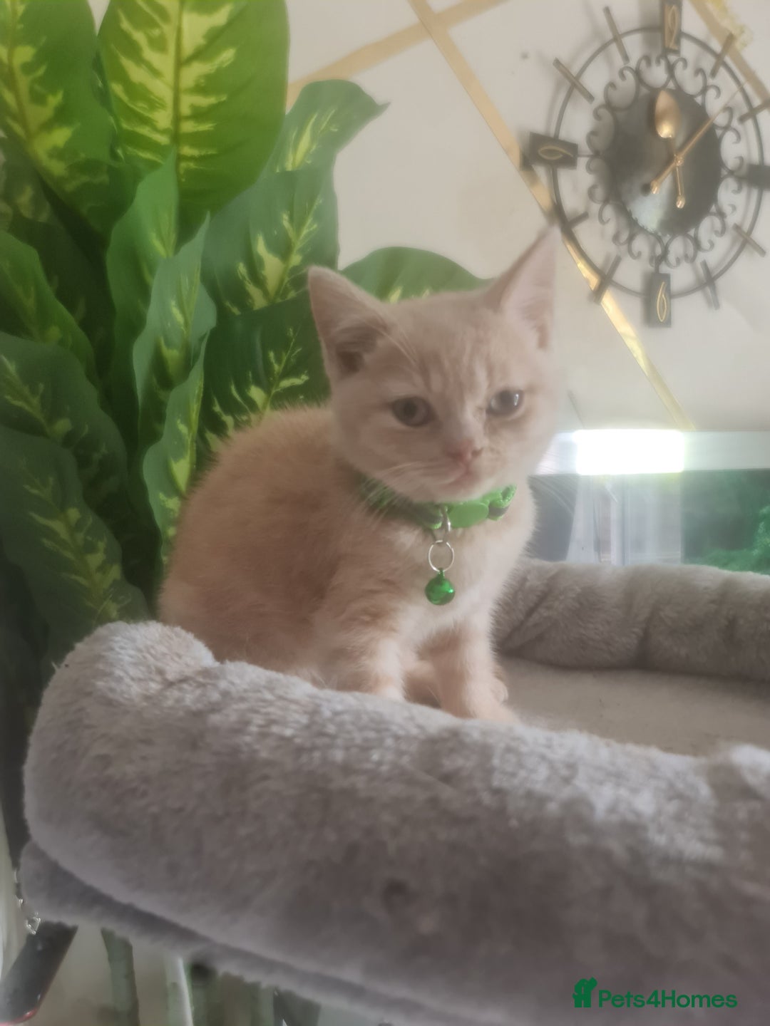 British Shorthair cats for sale: Adorable kittens  4 sweet home - Image 2