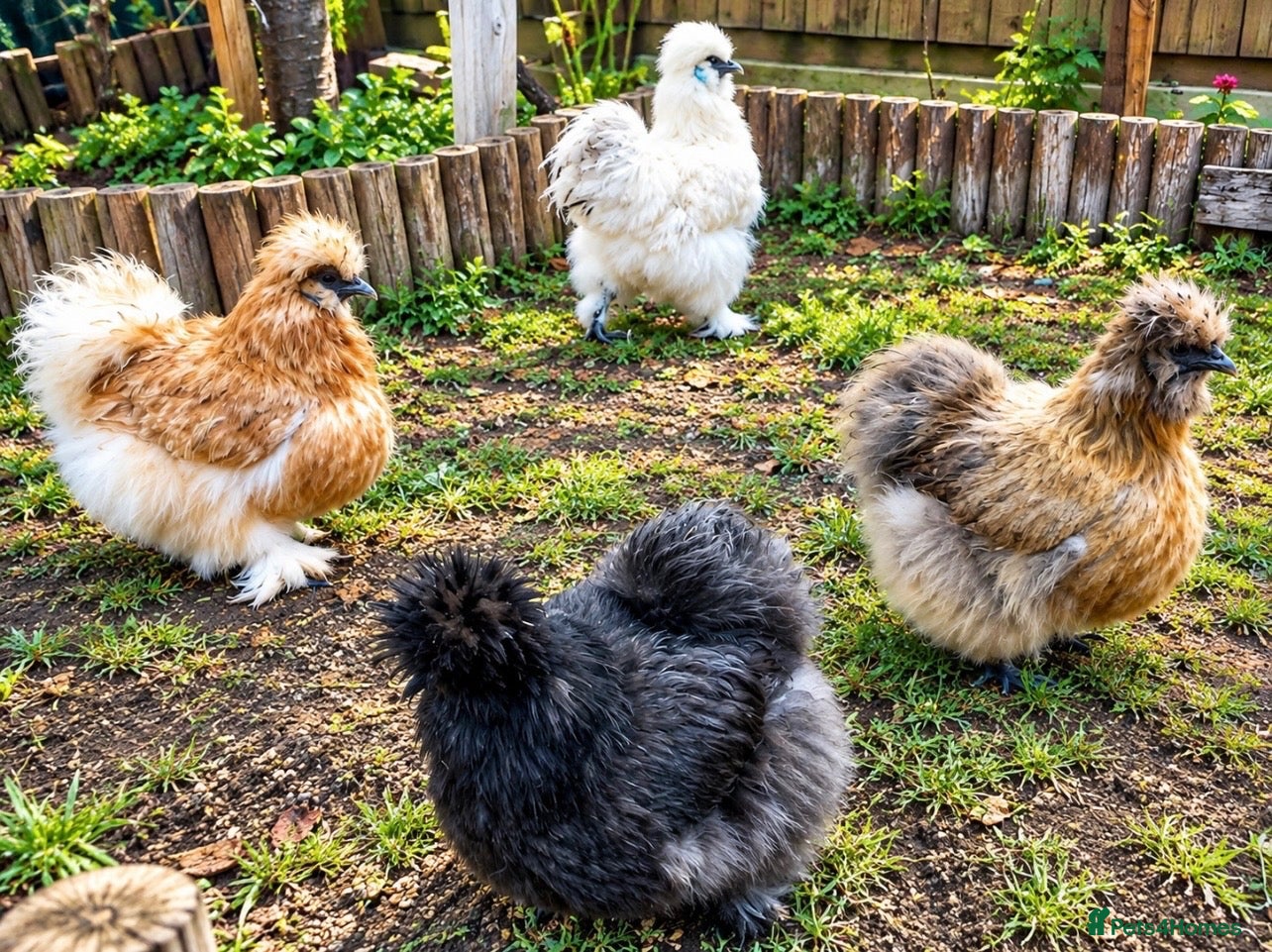 Chickens poultry 🐥💕 Beautiful Silkies, Mum & 8 Chicks for Sale - Advert 1