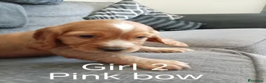 Cocker Spaniel Puppy - Girl 2