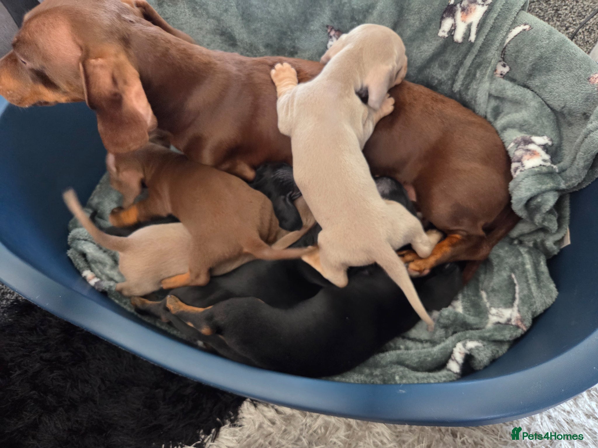 Miniature Dachshund dogs Beautiful Miniature dachshund pups  - Advert 16